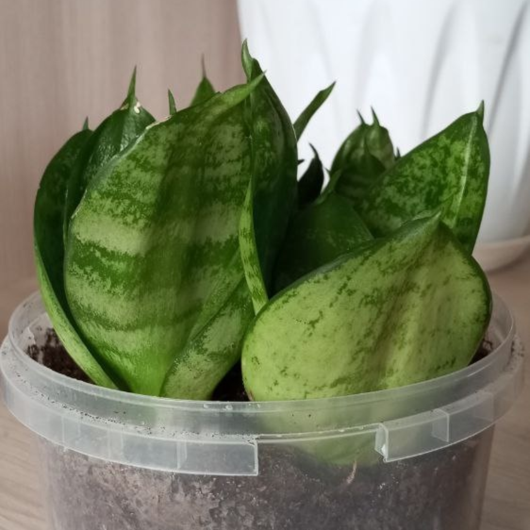 Сансевиерия Ханни Денис