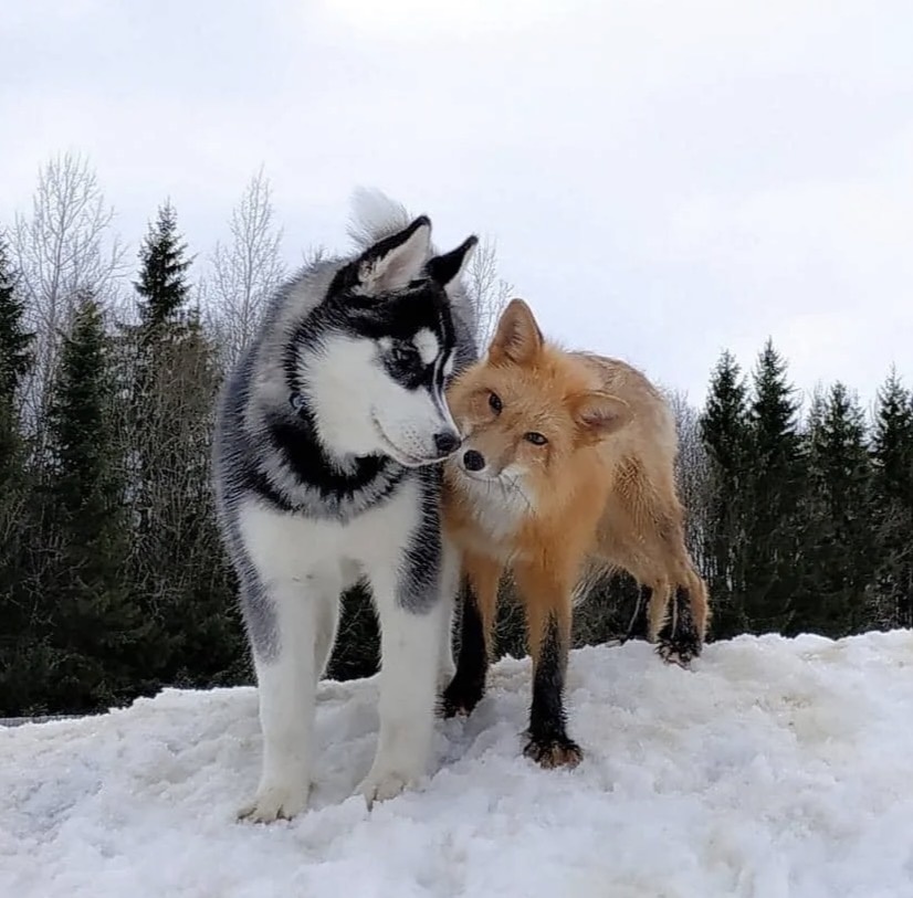 Фото из интернета.