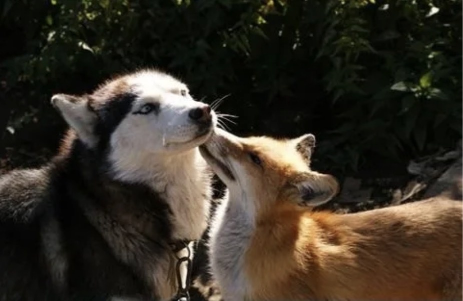 Из интернета 