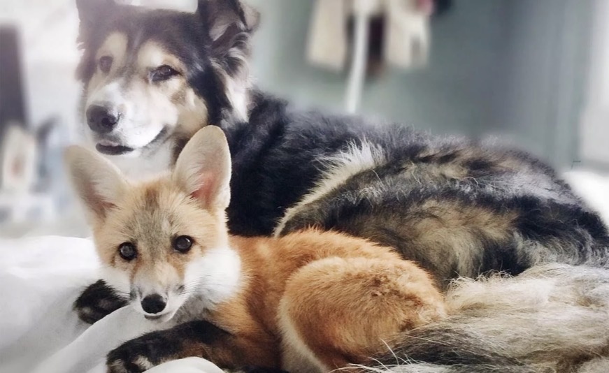 Данка неслась вперед что было силы. Еще немного, буквально несколько прыжков и она догонит эту рыжую плутовку. Не уйти лисице от собаки