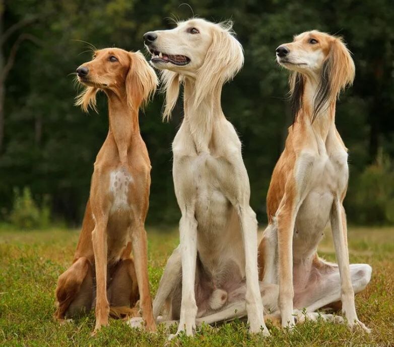 На фото: Салюки (персидская борзая, арабская борзая) — древнейшая порода собак, известная более 5000 лет. Этих грациозных животных бедуины ценили как охотников и компаньонов, считали членами семьи и разрешали им жить в шатрах. Их красота, скорость (до 70 км/ч) и независимый нрав покоряют сердца