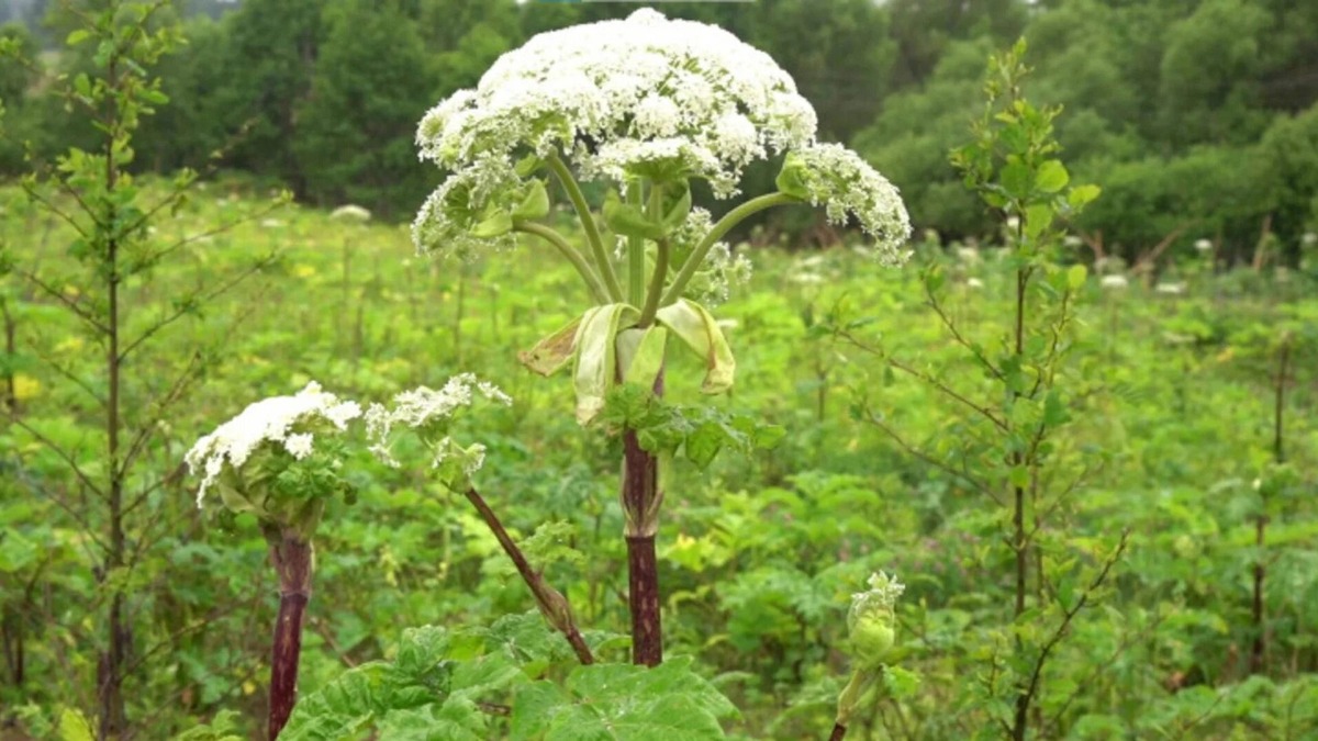 Борьба с борщевиком становится персональной обязанностью