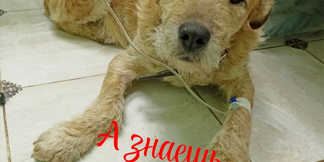 💔🆘 Старичок Тёма умоляет о помощи! Подарите ему шанс на жизнь без боли! 😢