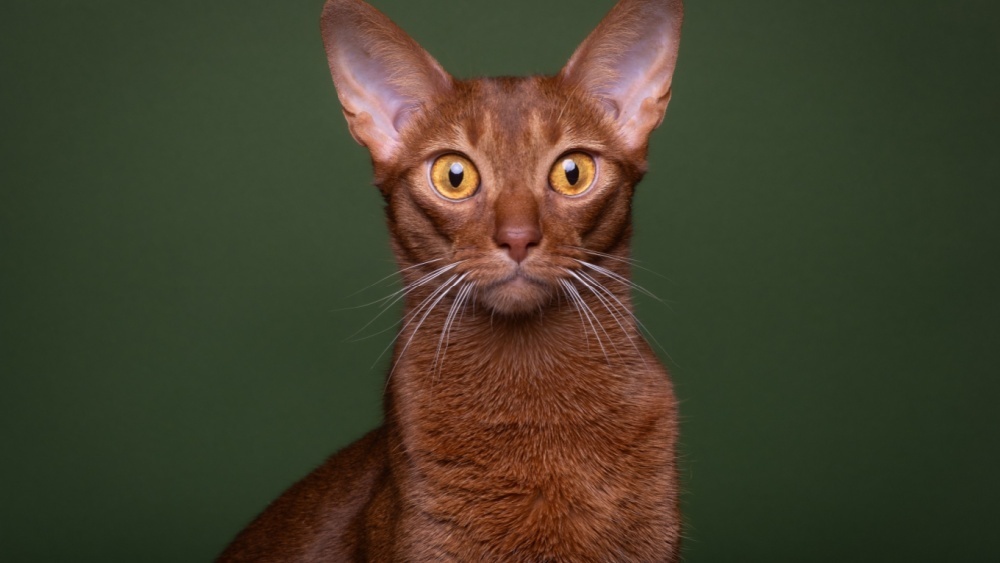     Фото: Belmin Bedak/Shutterstock/FOTODOM