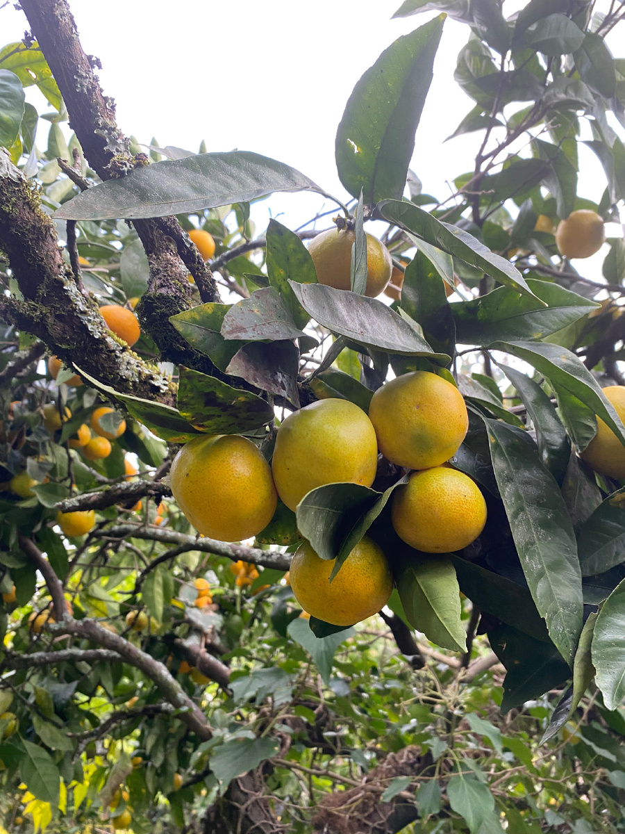 Мандарин-сплошной витамин