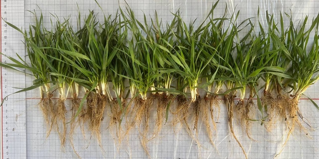 Состояние озимой пшеницы зима 25-26 год. Зимний экватор.