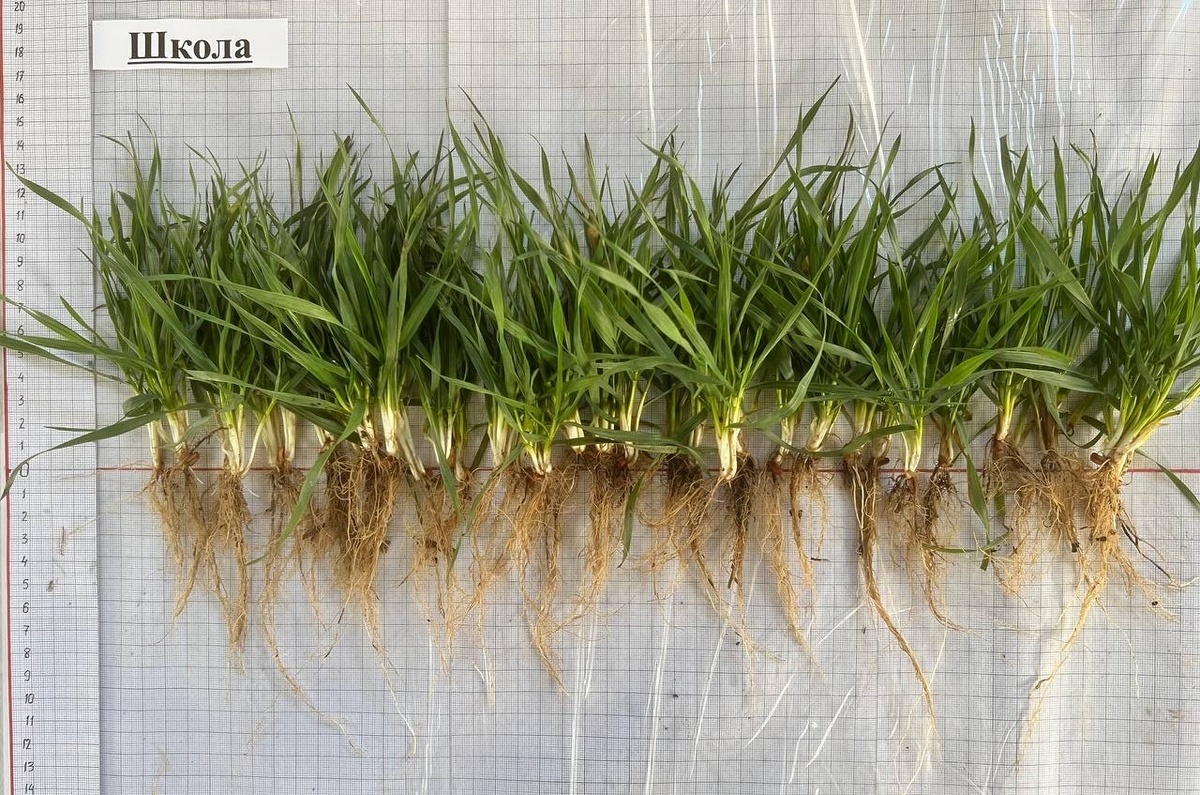 Отбор образцов и изучение состояния растений озимой пшеницы в зимний период. Сорт Школа.