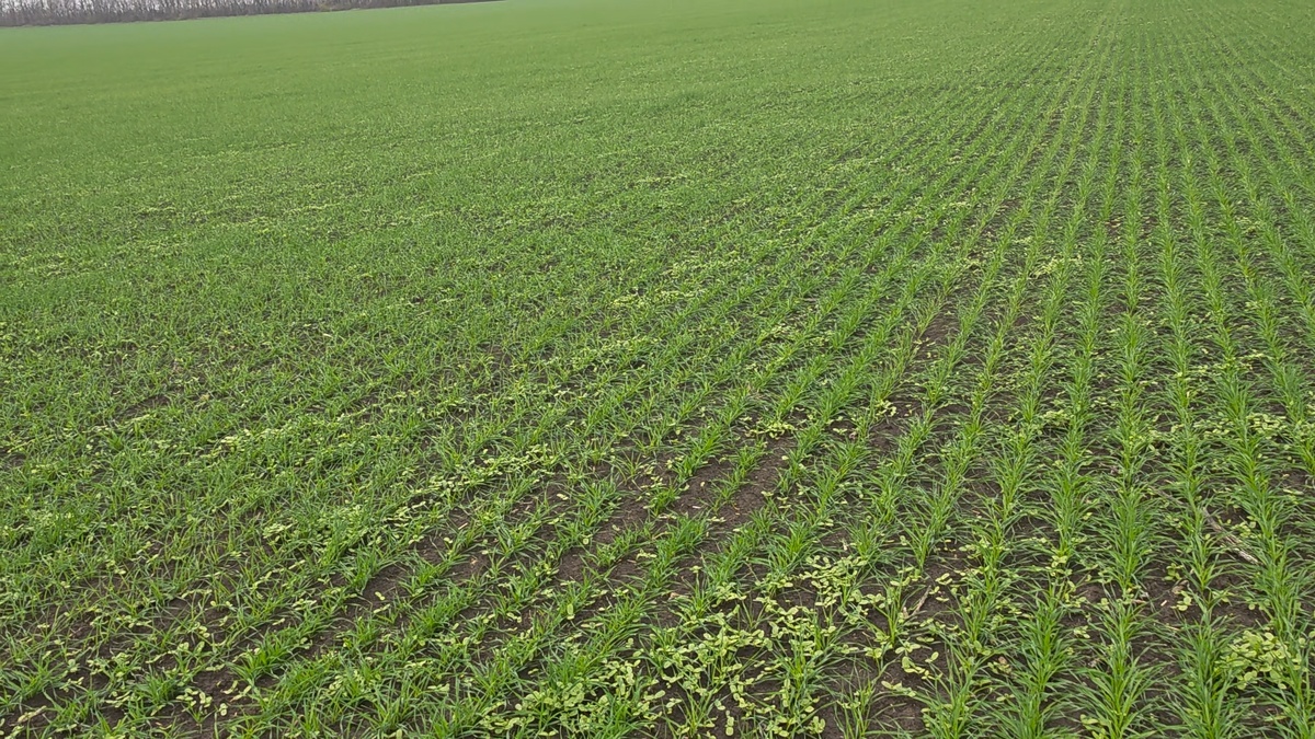 А до морозов еще три недели , надо помочь нашему полю