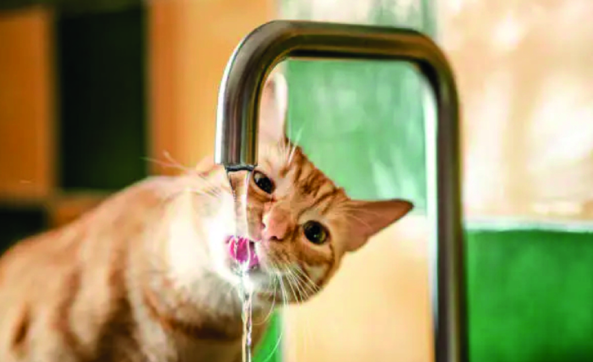 Кошка пьет воду из-под крана. Фото istockphoto.com, MarioGuti.