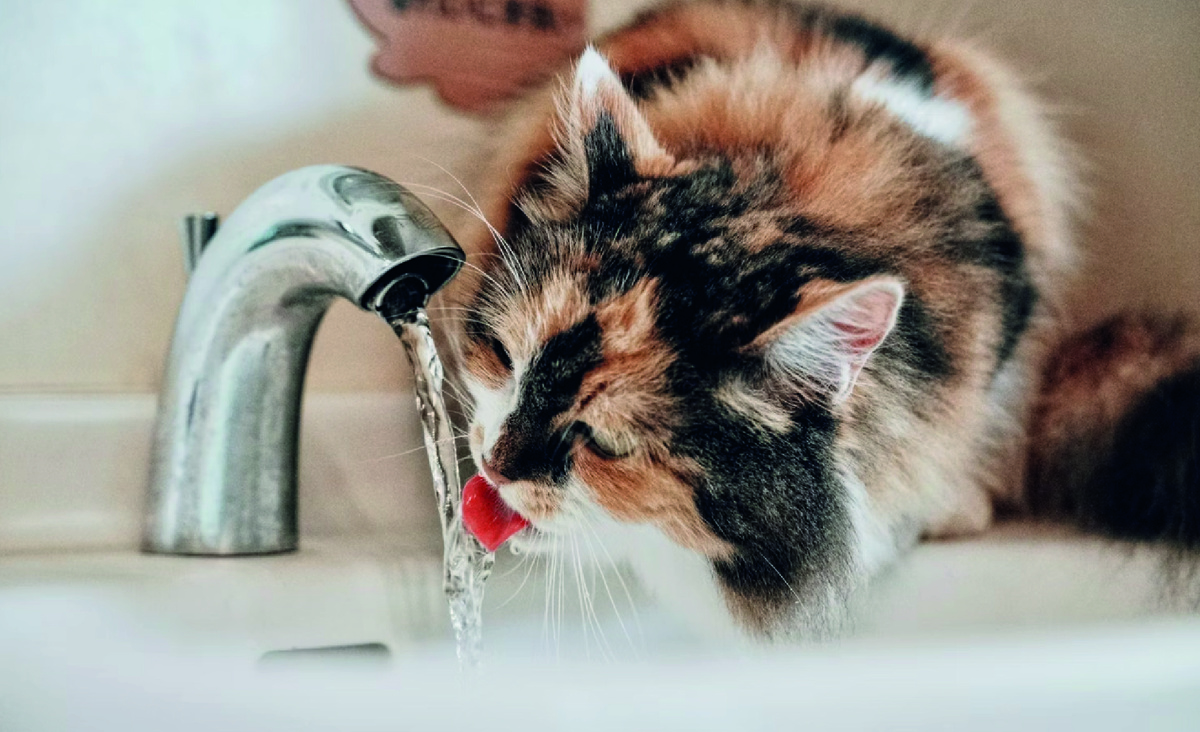 Кошка пьет воду из-под крана. Фото - Unsplash.com, Sugarman Joe.