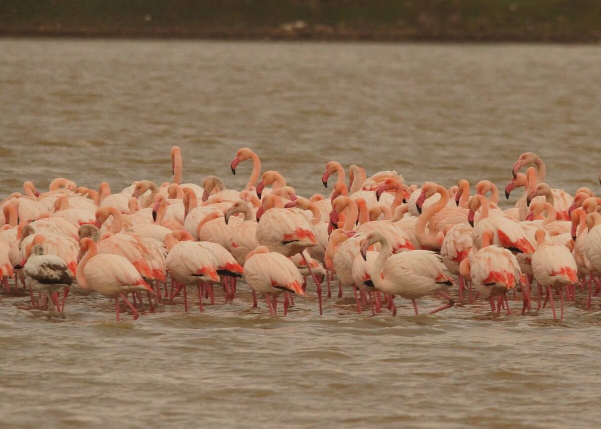 Фото: «Заповедный Крым»