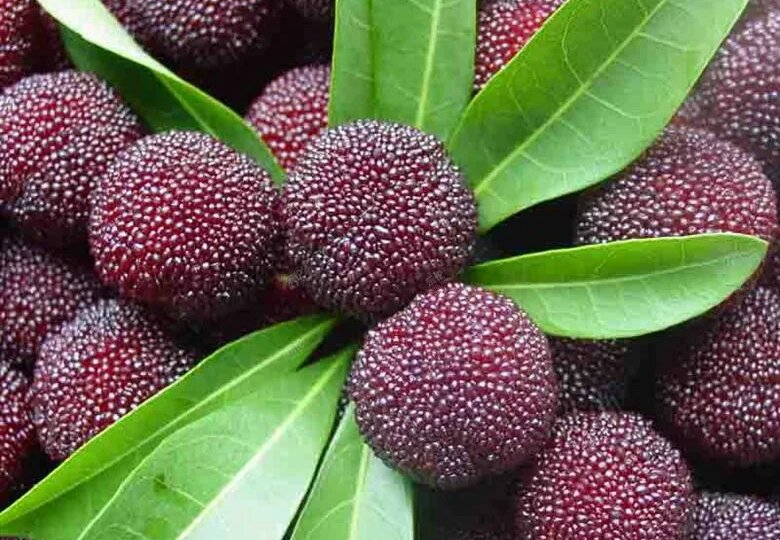 Восковница красная