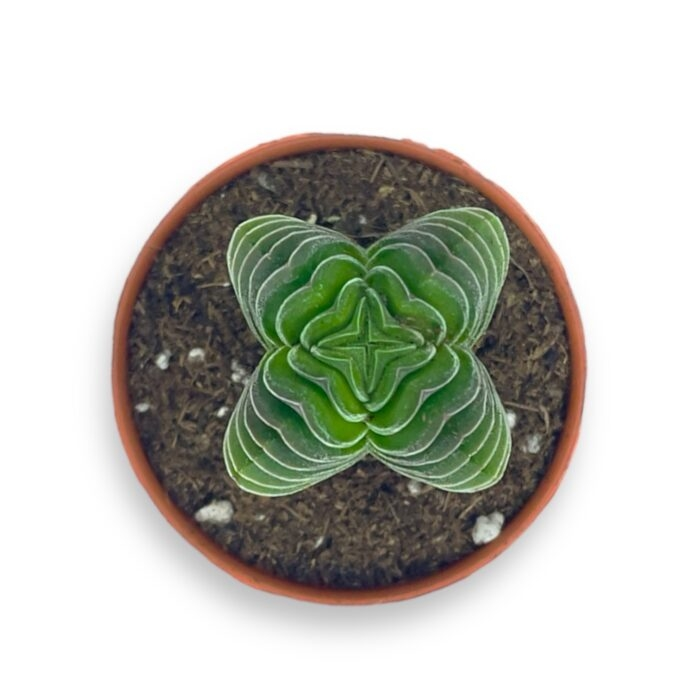 Источник фото: https://pilea.ru/
