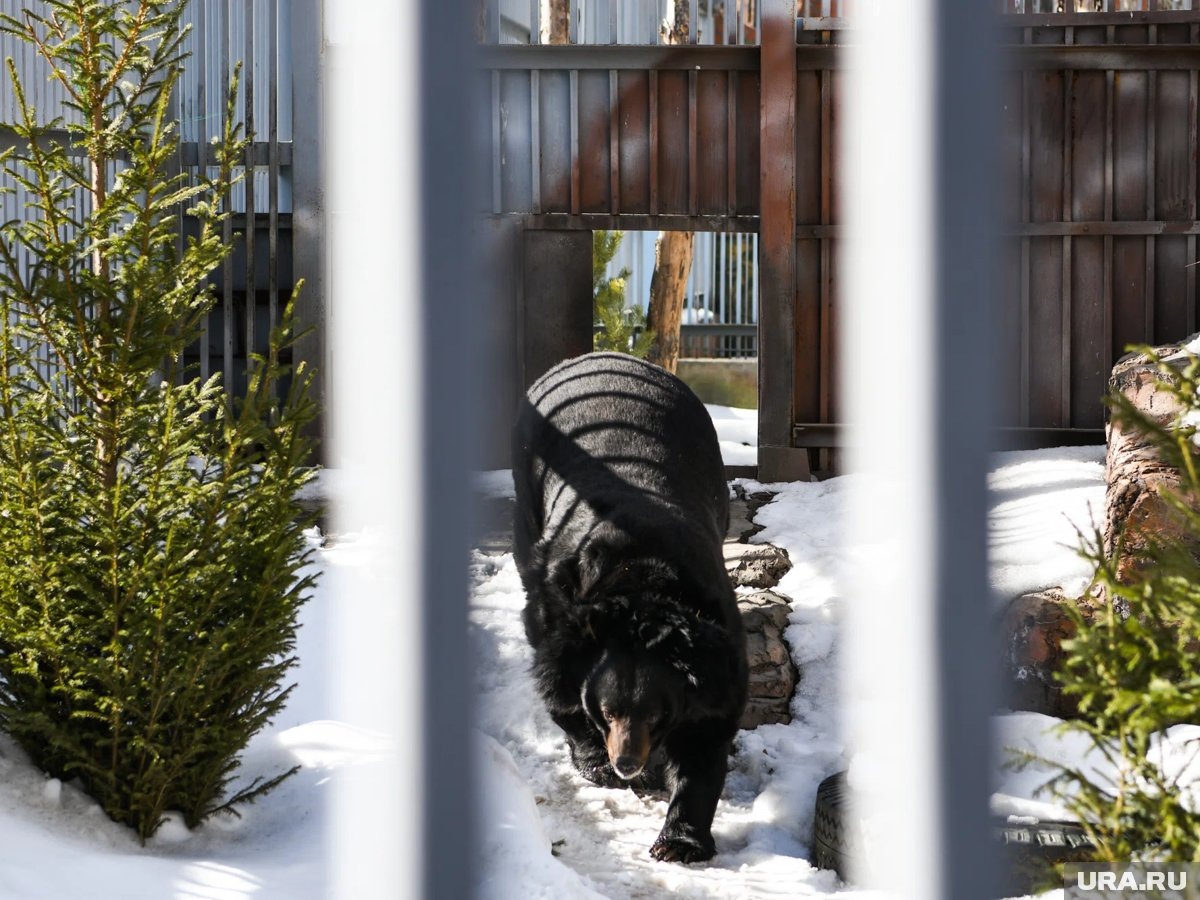     Хвойные деревья обогатят среду обитания животных, послужат им укрытием и игрушками