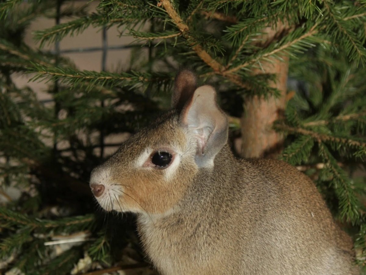    Кому-то они служат укрытием