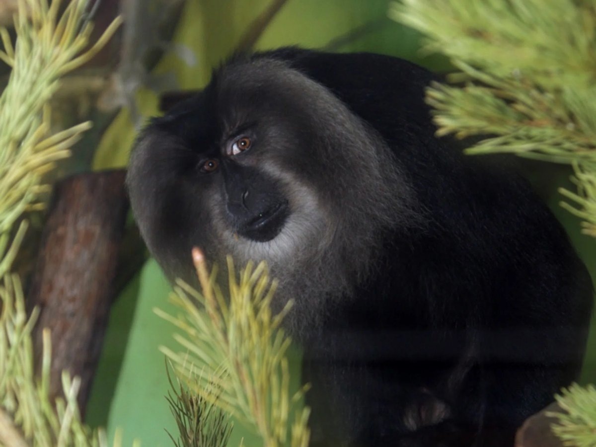    ...а потом их перемелют и застелют ароматной смесью полы