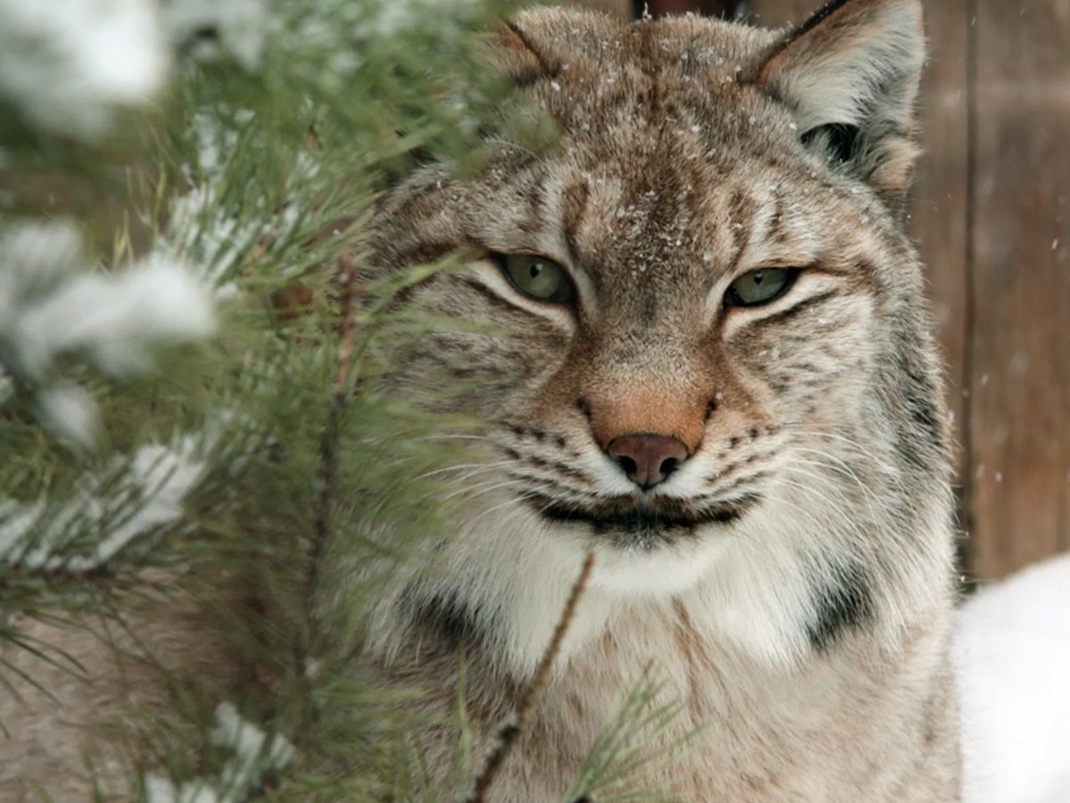    Кроме елок в зоопарк привозят и сосны с пихтами