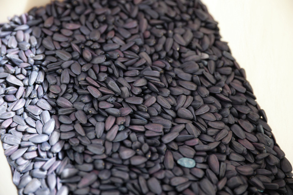 Фото: РИА Новости/Виталий Тимкив