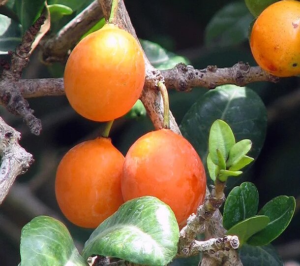 Гарциния Ливингстона