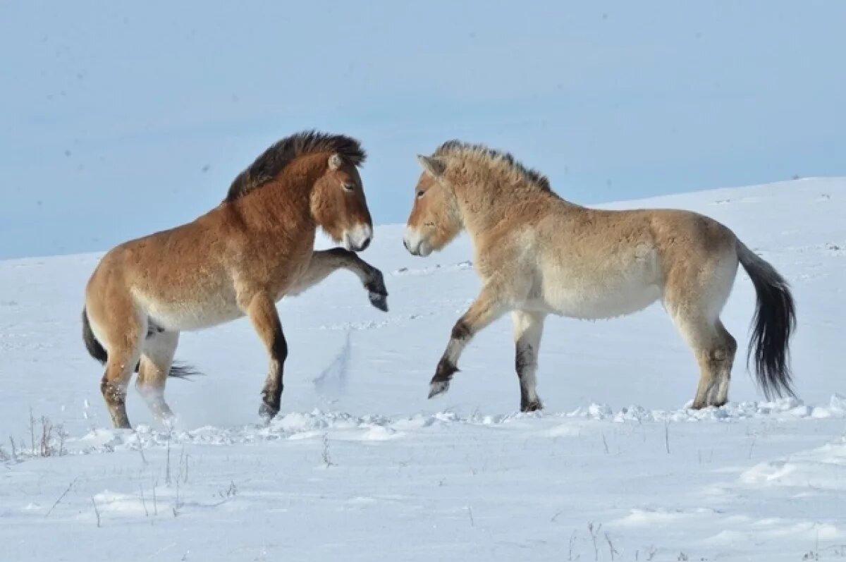    Легенда степей. Школьники Бузулука познакомились с лошадьми Пржевальского