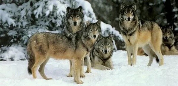 Отшельница