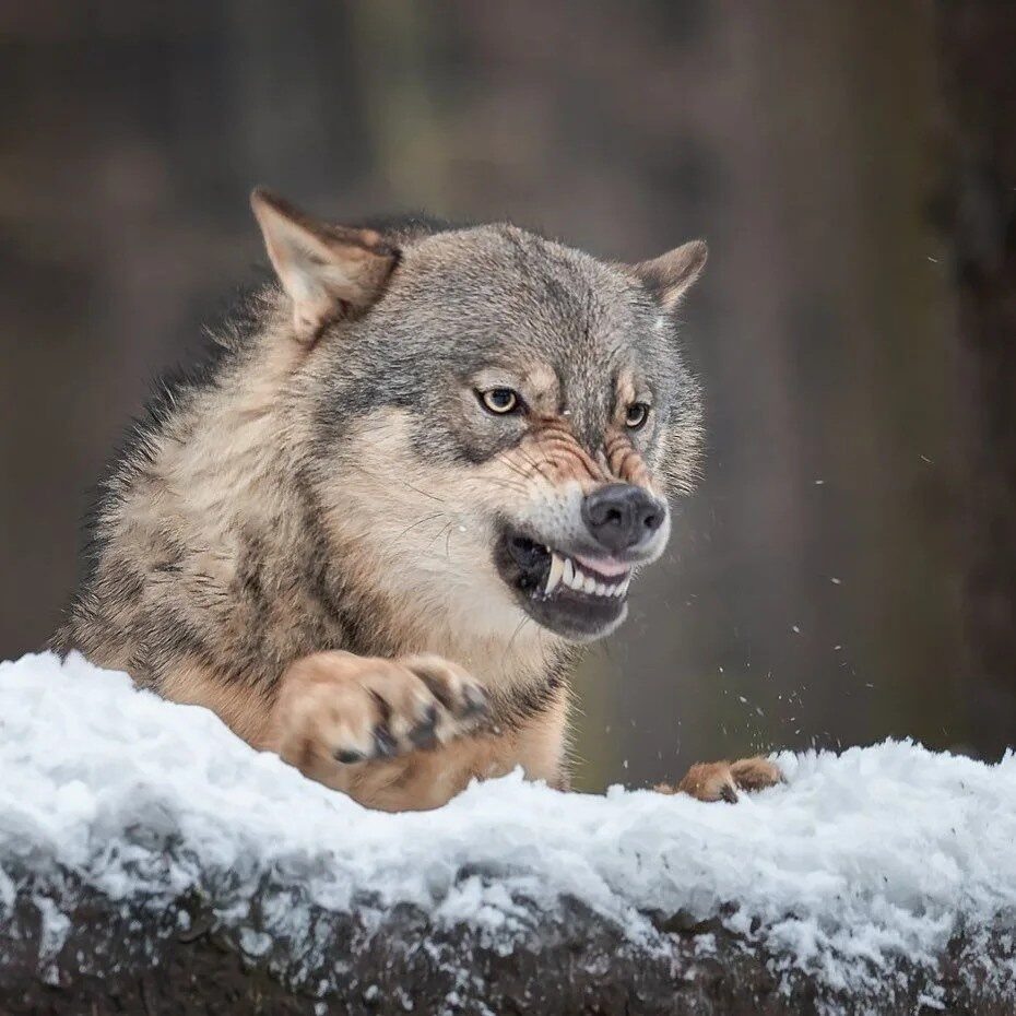 Фото из Яндекса