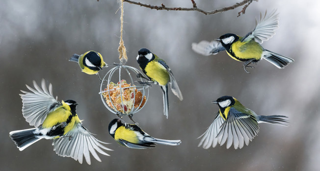 Чем можно кормить птиц