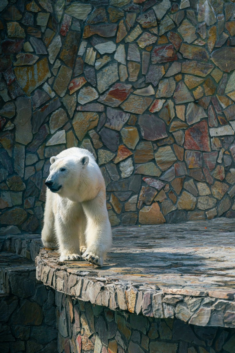    Выбор подопечного — первый шаг к участию в программе опекунства