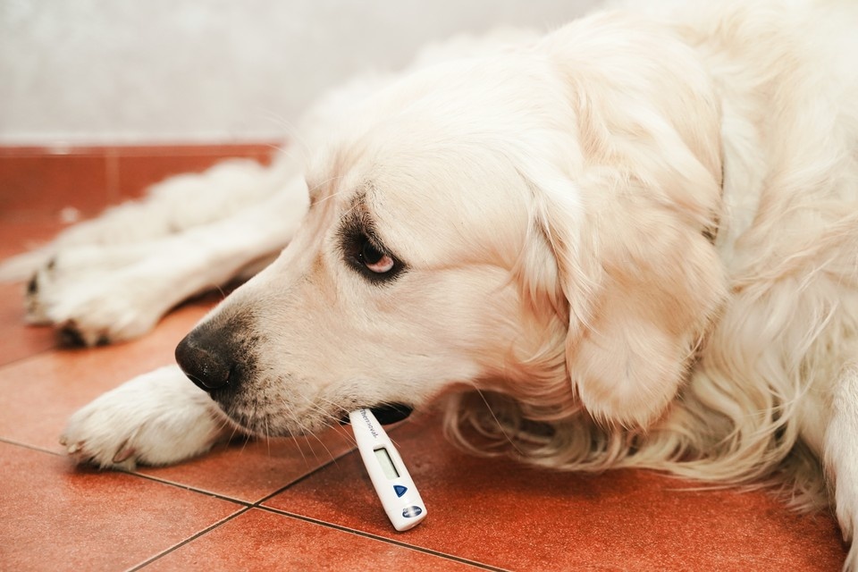    За неделю в регионе заболели чуть более 1,1 тысячи человек Светлана МАКОВЕЕВА