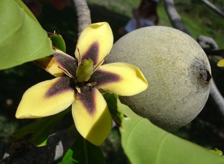 Генипа американская