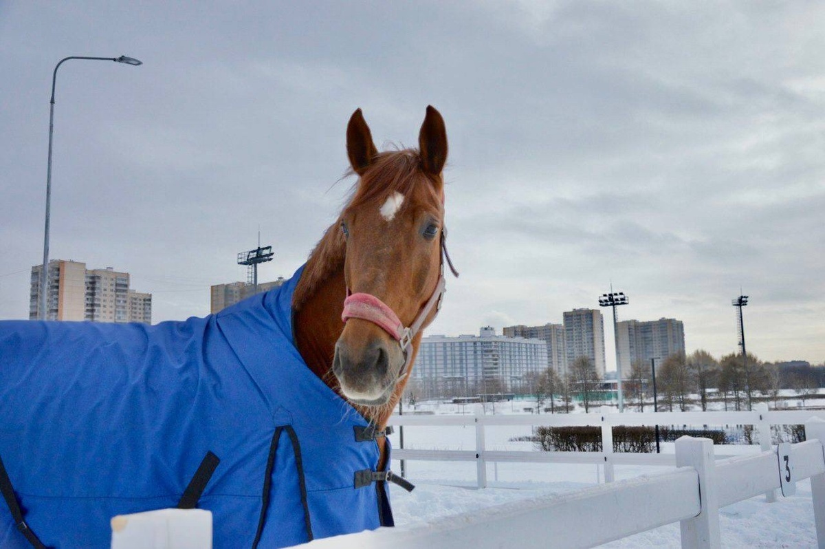 © VK / ГБУ КСК «Битца» Москомспорта
