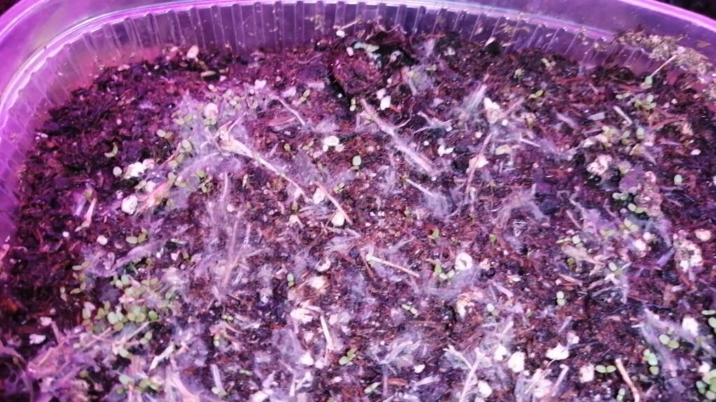 Всходы лобелии сорта «Голубая вспышка» через 6 дней после посева.