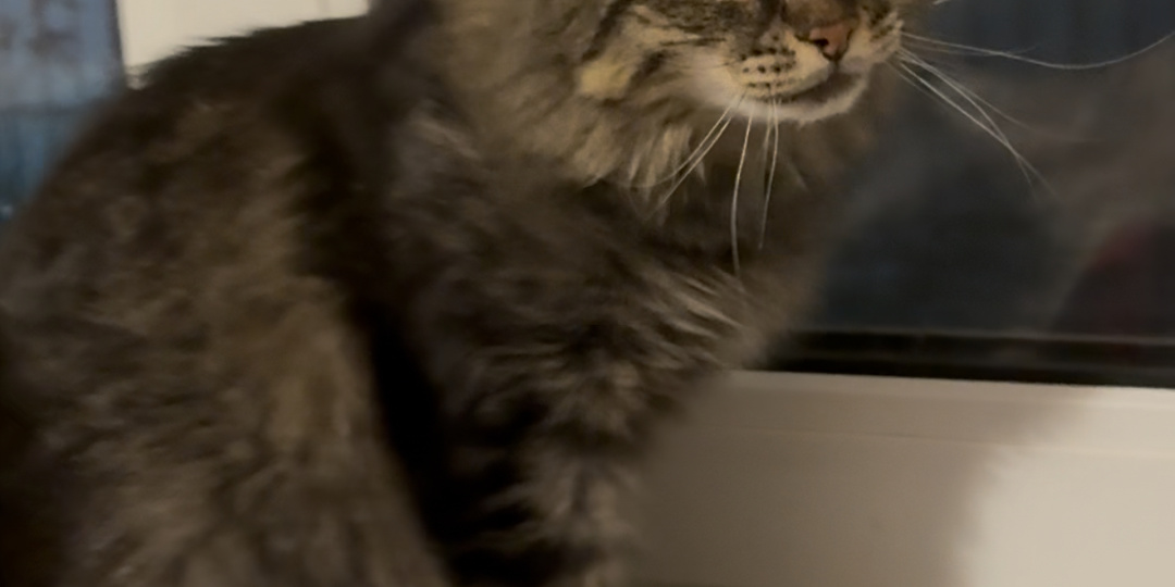 Уже год Маруся живет на подоконнике всё и кого-то ждет, но этот кто-то так и не приходит