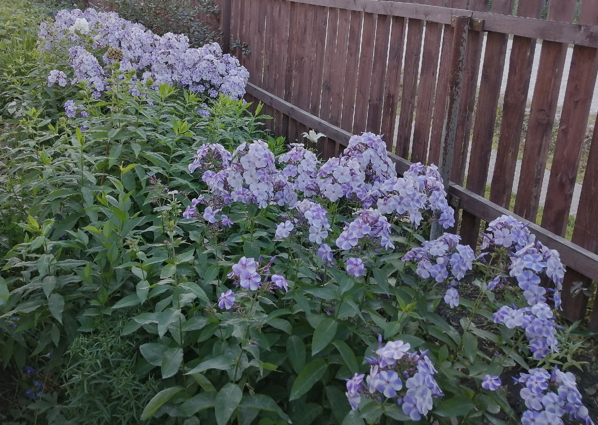 Флоксы "Гжель" (в первые годы цвели вместе с белыми флоксами, последние два года цветут поочереди, жаль) 