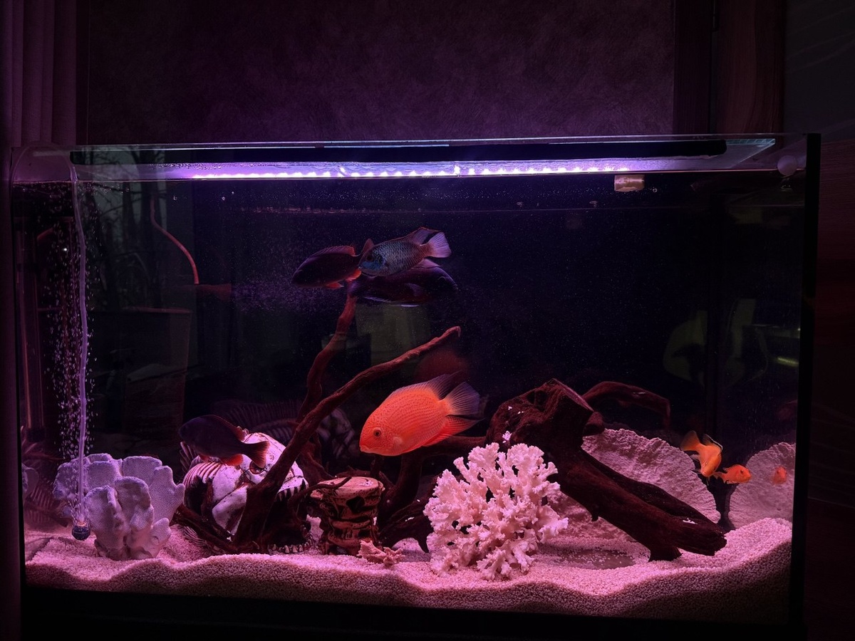 Вот так сейчас выглядит большой аквариум