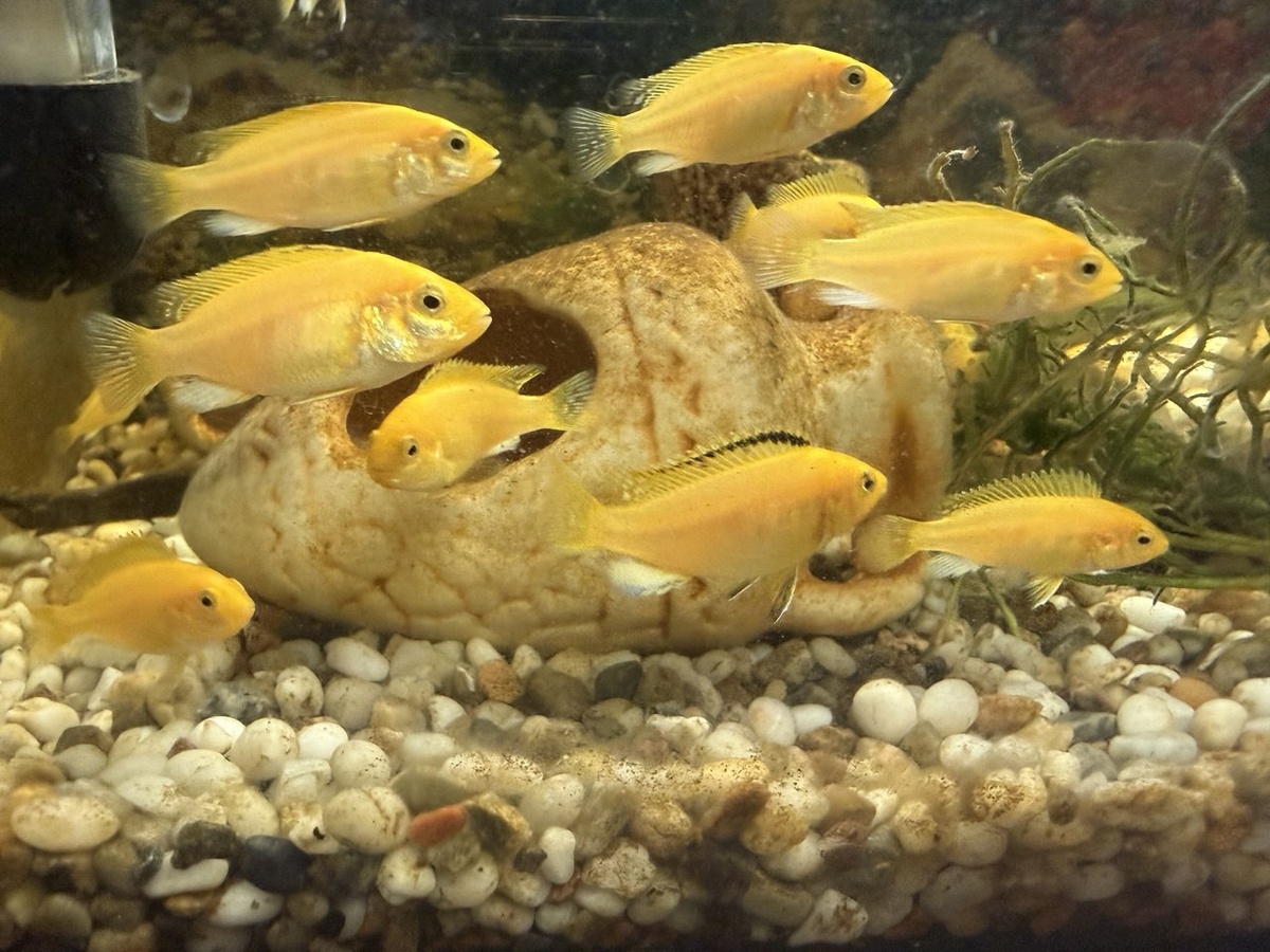 17 января детишкам исполнится 2 месяца. Сейчас они по 3-4 см