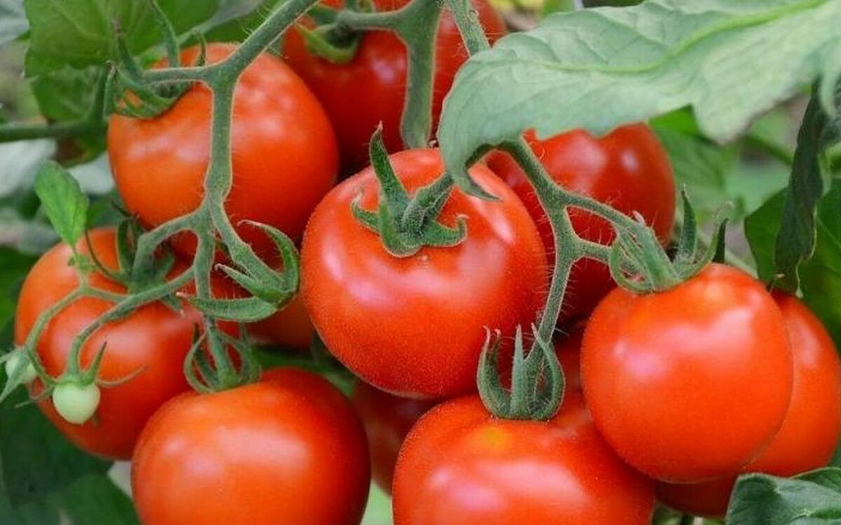    Перевозчик отсудил у воронежского тепличного комплекса с выручкой 5 млрд рублей деньги за неоплату услуг Фото – ТК «Воронежский»