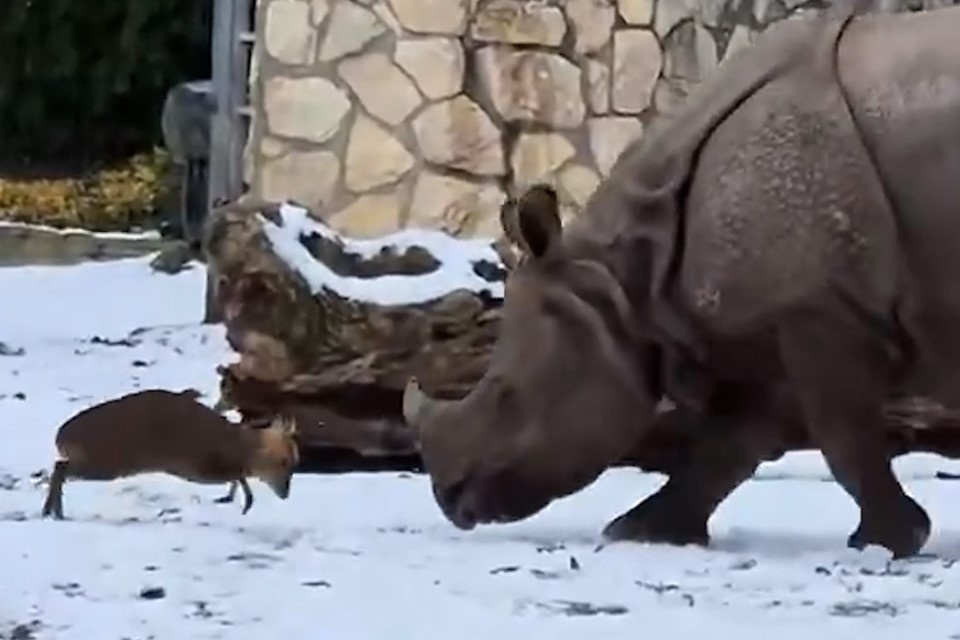    В зоопарке Вроцлава сняли на видео драку маленького оленя мунтжака с носорогом, фото: кадр из видео