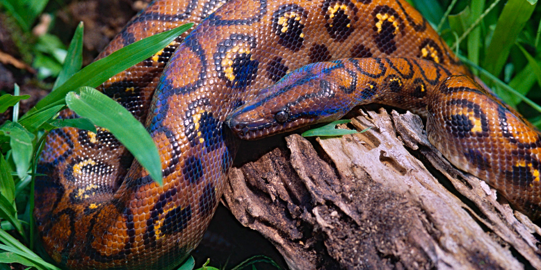 Радужный удав