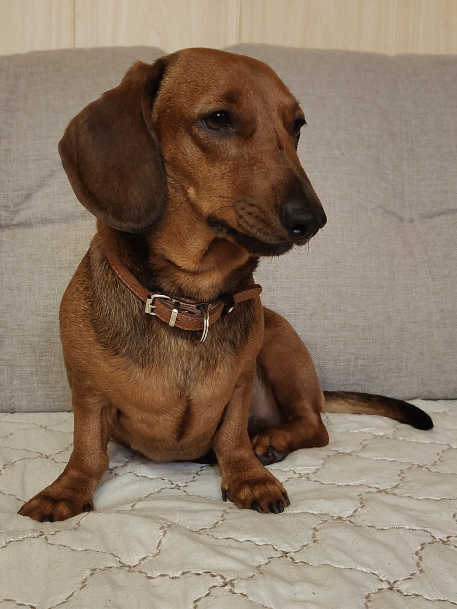 Наша чувствительная дама такса Алиса