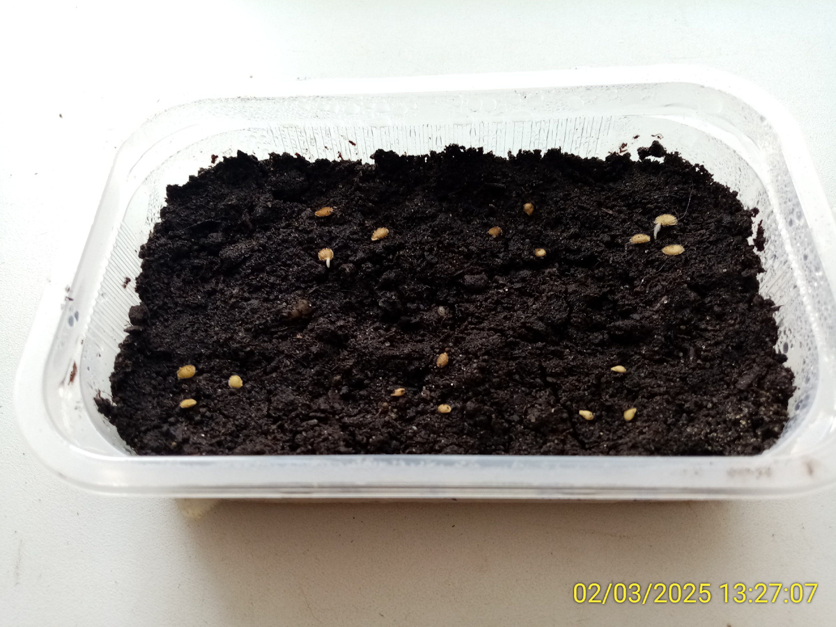 При наглядном посеве уже заметно прорастание хороших семян