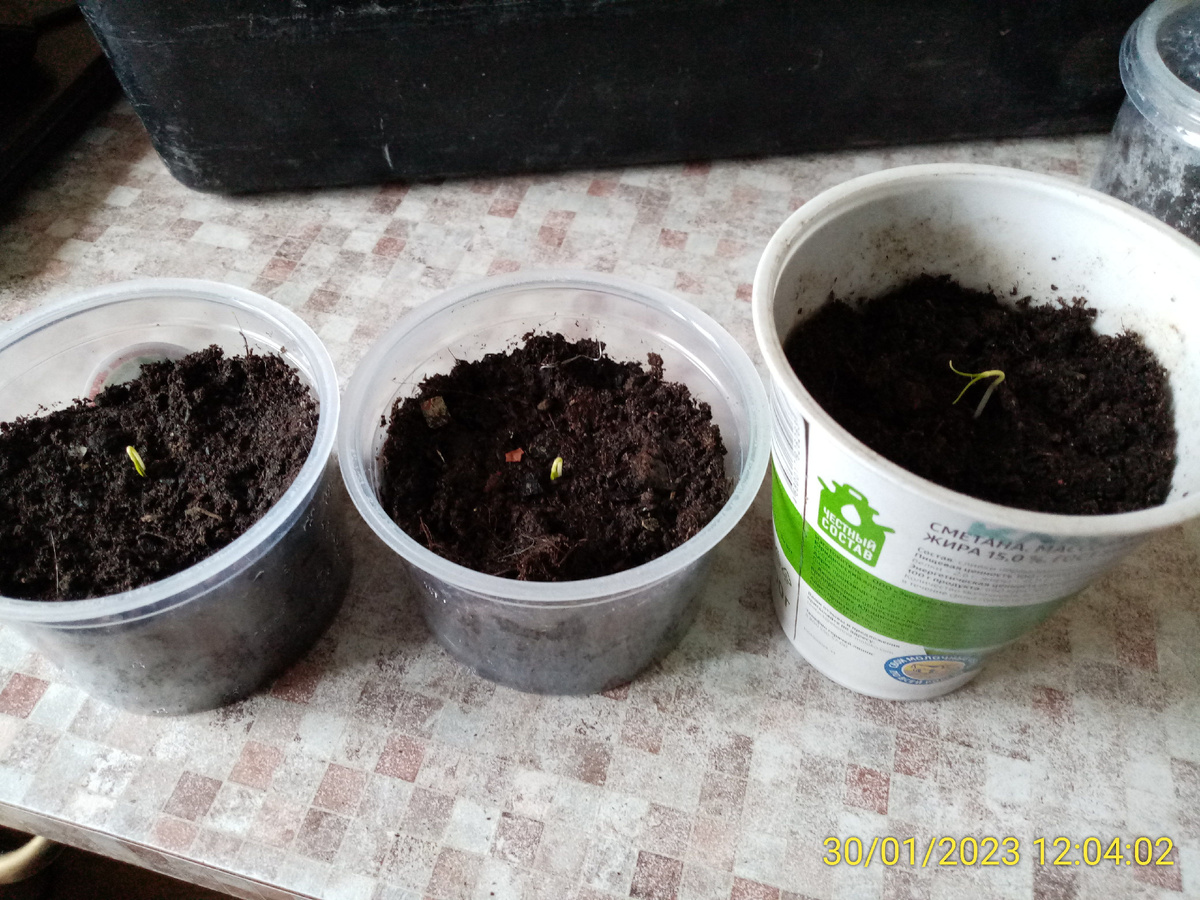 Как всегда семена всходят не одновременно