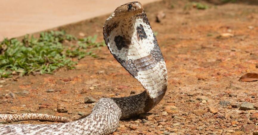 Очковая змея