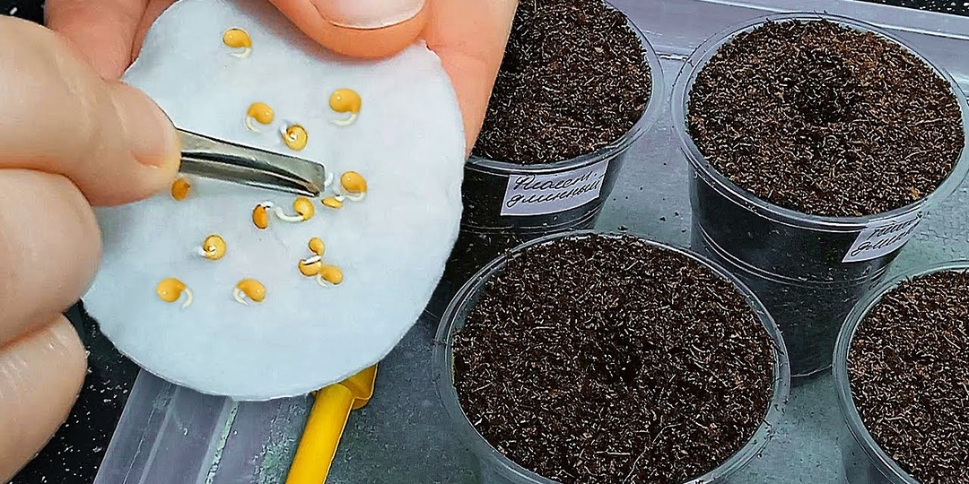 Прорастить семена так, чтобы взошло 98%, а не 60%. От марли до гидрогеля: какой способ проращивания действительно работает в 2026 году