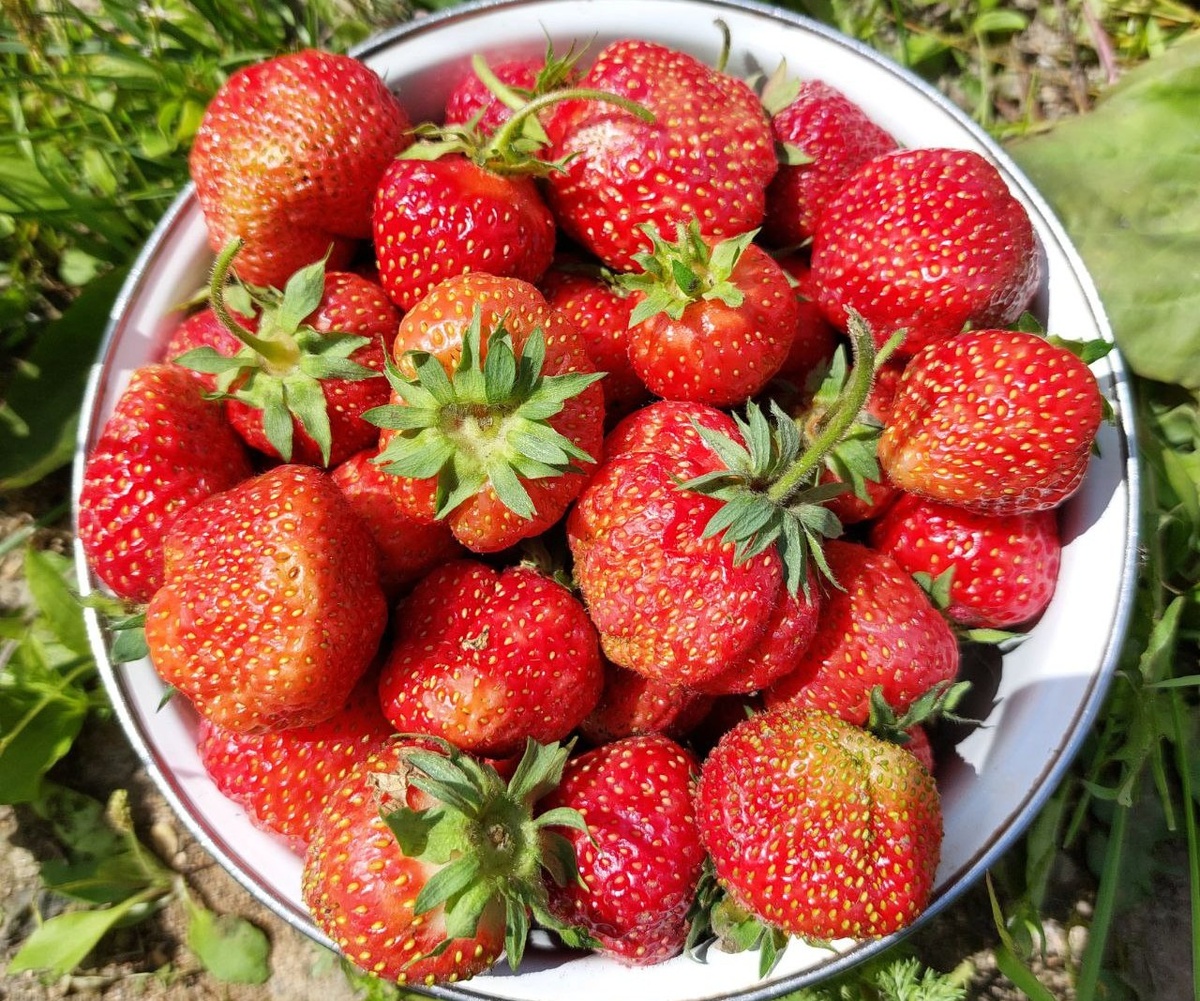 клубника Фестивальная урожай 2025г