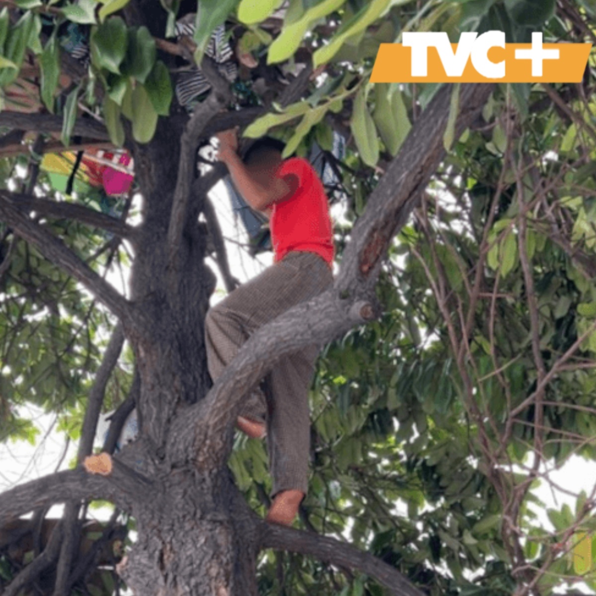 Жилец на дереве