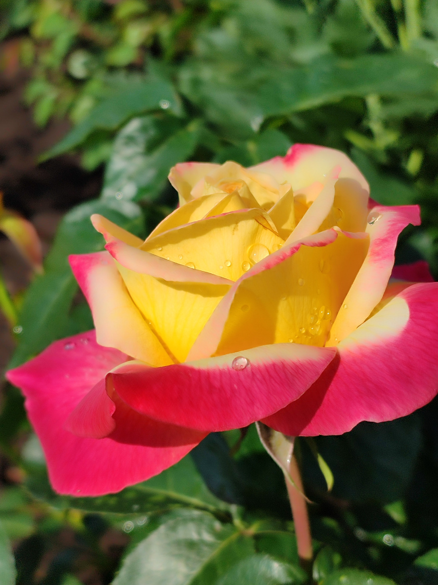 Восточный экспресс