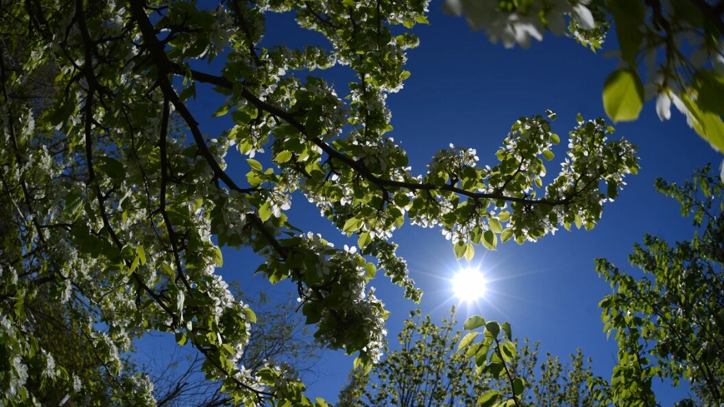    Фото: Царьград