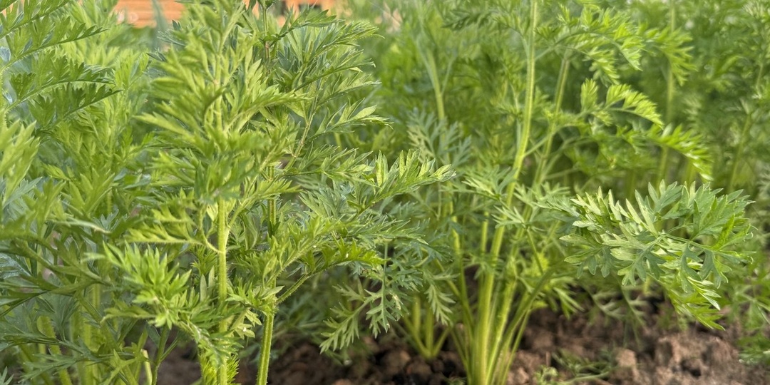 🥕❤️Раскрываю секрет: идеальная морковь благодаря посеву за 10 дней