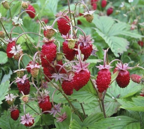 Посеяла землянику в феврале - ягоды собрала уже в первый год